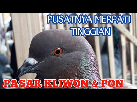 Tinggian Novyj Trend Smotret Onlajn Na Sajte Trendovi Ru