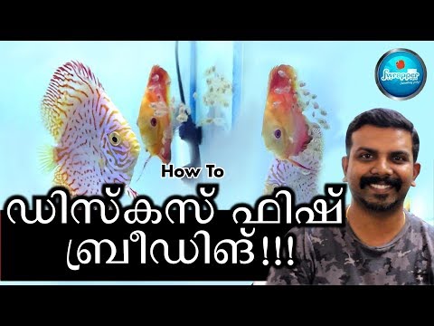 How To: ഡിസ്‌കസ് ഫിഷ് ബ്രീഡിങ് !!! | How To Breed Discus Fish (Malayalam Version)