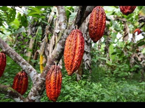 image-What plant chocolate comes from?