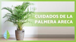 Cómo CUIDAR una PALMERA ARECA🌴💧 – ¡Riego, abono, reproducción y más!