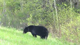 Download lagu Friedli sees wildlife in Canada und Alaska mp3