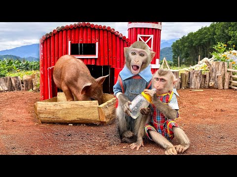 Bim Bim harvests sweet potatoes with baby monkey Obi at the farm