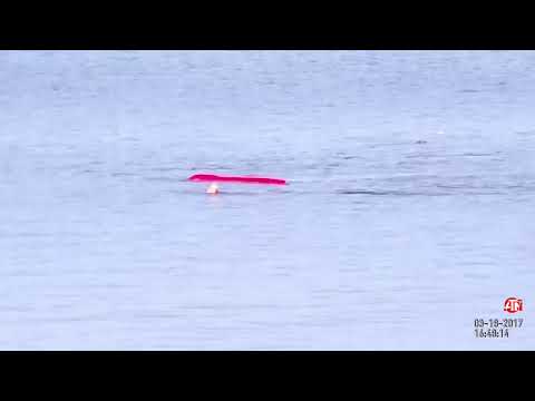 Great White Shark Attacks Kayaker in Monterey Bay, California
