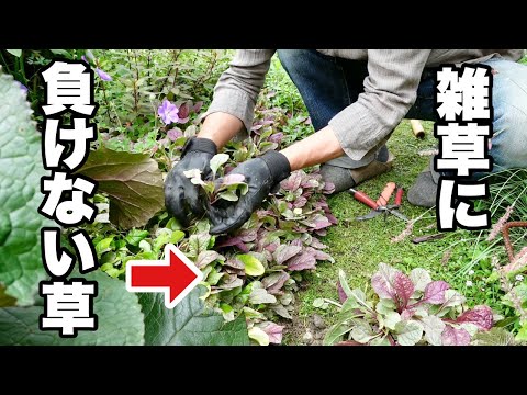 芝生でノコギリソウと戦う トピックス