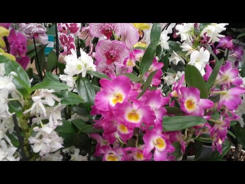 , title : 'Greseli de cultivare la orhideele cu crestere simpodiala'