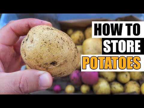 Storing Potatoes After Harvest Garden Quickie Episode 91