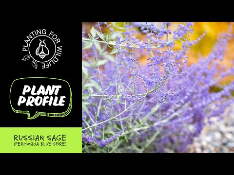 Russian Sage (Perovskia Blue Spire)…everything you need to know!