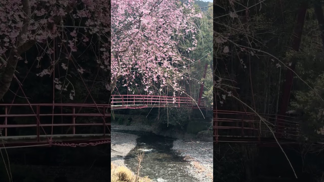 Sakura in Tokyo vs Kawane🇯🇵 #youtubeshorts #shortsfeed #shorts #japan #tokyo #sakura #tamil #travel