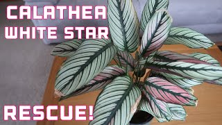 Calathea White Star Care Guide and Repot - Goeppertia Majestica