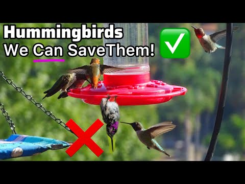 Hummingbirds Gone in 3 Days for Good, Or Not? A Hummingbird Feeder Can Save Their Life in 15 Minutes
