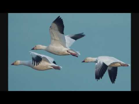 El Vuelo de los Gansos     El Trabajo en Equipo     Reflexión