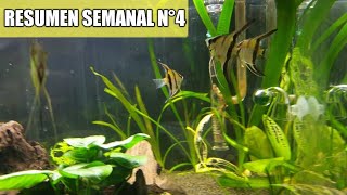 😱 COMPRAMOS ESCALARES ALTUM para nuestro acuario comunitario
