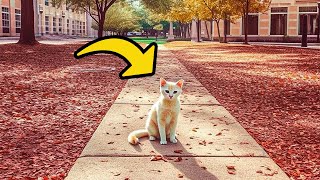 How a Suspicious Stray is Fulfilling a Strange Purpose by Roaming Around College Campus by Did You Know Animals?