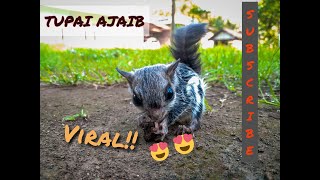 Download lagu VIRAL!!! TUPAI JINAK DIPANGGIL LANGSUNG TURUN DARI POHON mp3