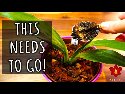 , title : 'Zygopetalum Orchids Update + removing rotten pseudobulb'