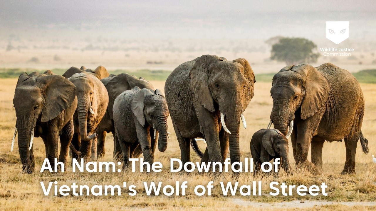 Ah Nam: The Downfall of Vietnam's Wolf of Wall Street | Wildlife Justice Commission