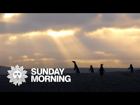 Nature: Penguins in Patagonia - YouTube