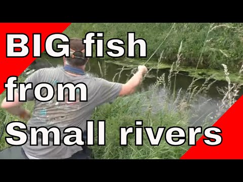 Catching big chub from the small river Foss, YDAA club water