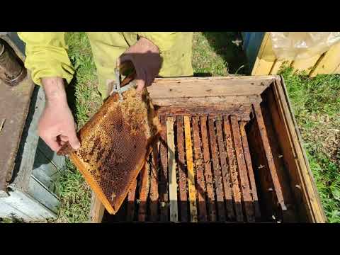 Какие соты строят пчёлы на гладкой самодельной вощине. Как засевает матка такие соты. Общая ревизия.