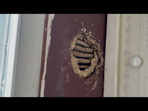 Yellow Jackets in the Bathroom Wall in Hopewell, NJ