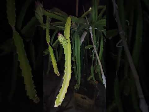 dragon fruit plant full of fruits &  flowers in my roof garden