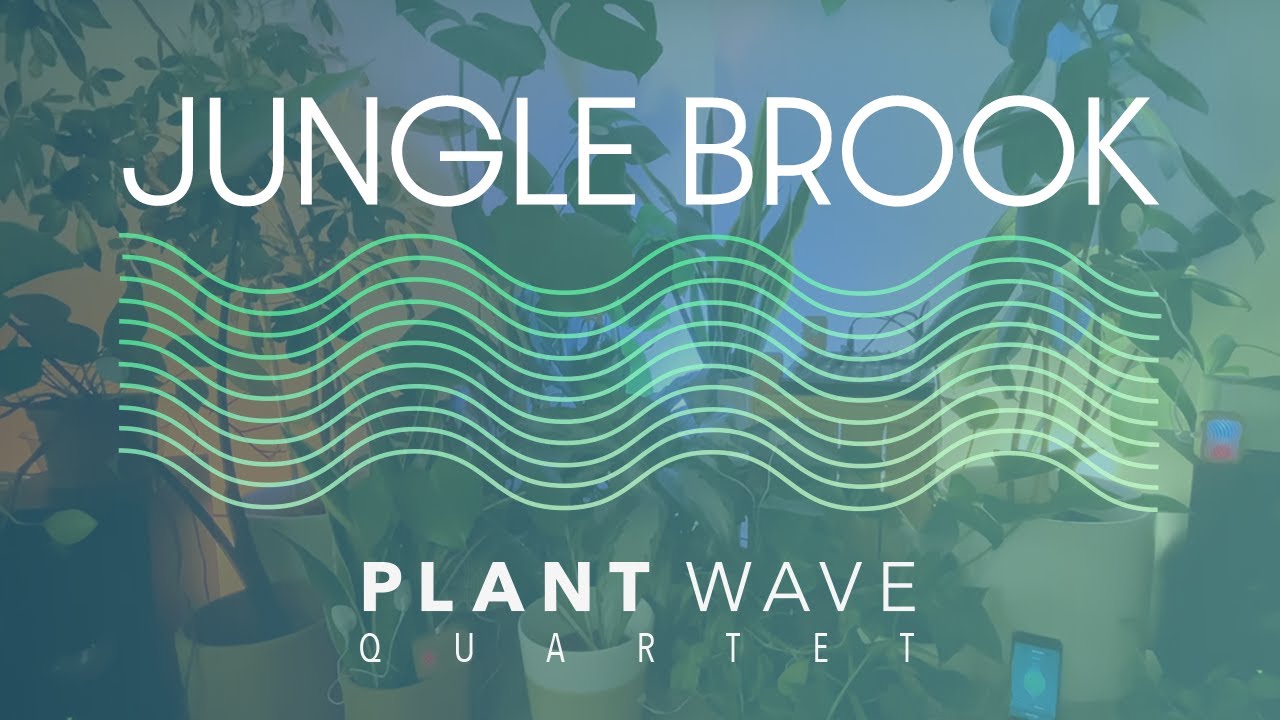 Jungle Brook - 528hz Plant Music (48 minutes) thumbnail