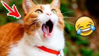 Я РЖАЛ ПОЛ ЧАСА | Приколы с Животными 2019 | Смешные Коты и Собаки