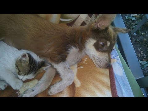 Как у нас живется щенку,  которого я подобрала на улице.  Назвали Малыш!