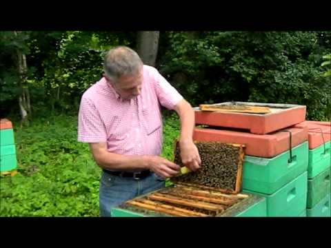 Buckfastzucht Teil 1