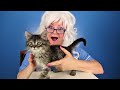 Cute Kitten Playing Freddie Granny McDonalds New Cat