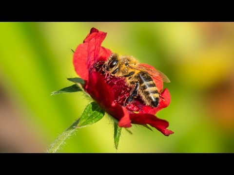 Makrofotografie ohne Makro-Objektiv - Nahlinsen, Zwischenringe und Umkehrringe
