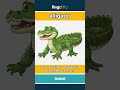 alligator (noun) - definition and usage in English