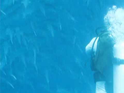 Jackfish school in Balicasag Island diving with BLUE PLANET DIVING (1)