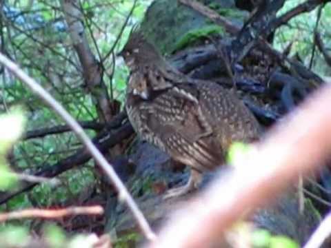 Ruffed Grouse mating  call
