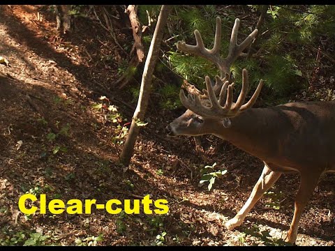 Big woods Clear cuts