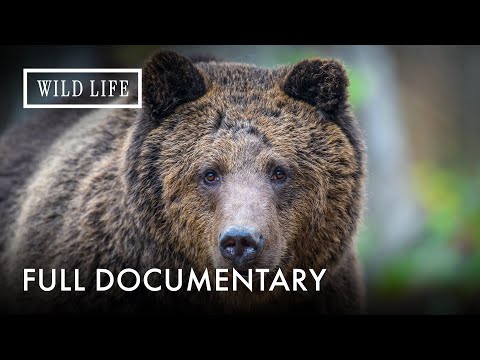 Wild Life Documentary and 3 more