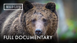 Download lagu Grizzly: Yellowstone's Giant Predators | Grizzly | Full Documentary mp3