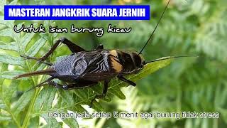 Download lagu Masteran Jangkrik Suara Jernih Untuk Isian Burung Kicau Dengan Jeda Agar Burung Tidak Stress mp3 Download lagu Masteran Jangkrik Suara Jernih Untuk Isian Burung Kicau Dengan Jeda Agar Burung Tidak Stress mp3