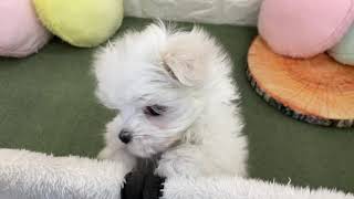 マルチーズの動画01