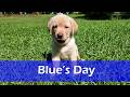 Labrador Retriever dogs for sale: Blue - AKC English Lab  - Video 1