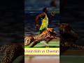 Usain Bolt Vs Cheetah Sports Olympic
