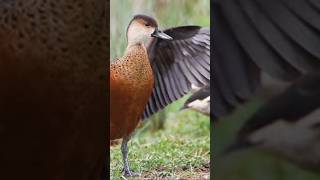 Download lagu suara pikat belibis AUTO GACOR #burung #pikat #viral #sawah #shorts mp3
