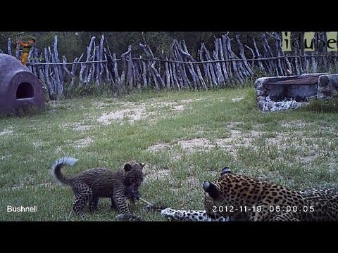 Leopard And Cub In The Bush Camp - Camera Trap Footage Part 4: 19 November 2012