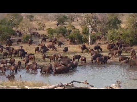 Djuma: Large breeding herd of African Buffalo - 15:49 - 09/26/20