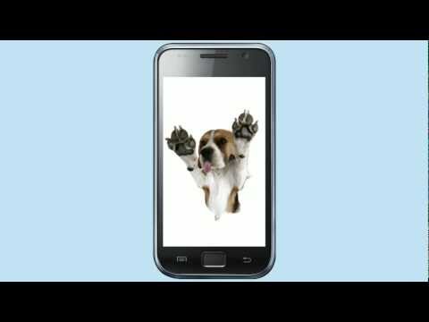 Licking dog, licking cat, animals licking screen Video