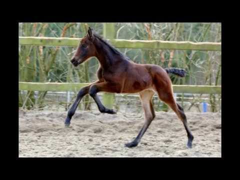 Rockaphina by Rock Forever- Florestan