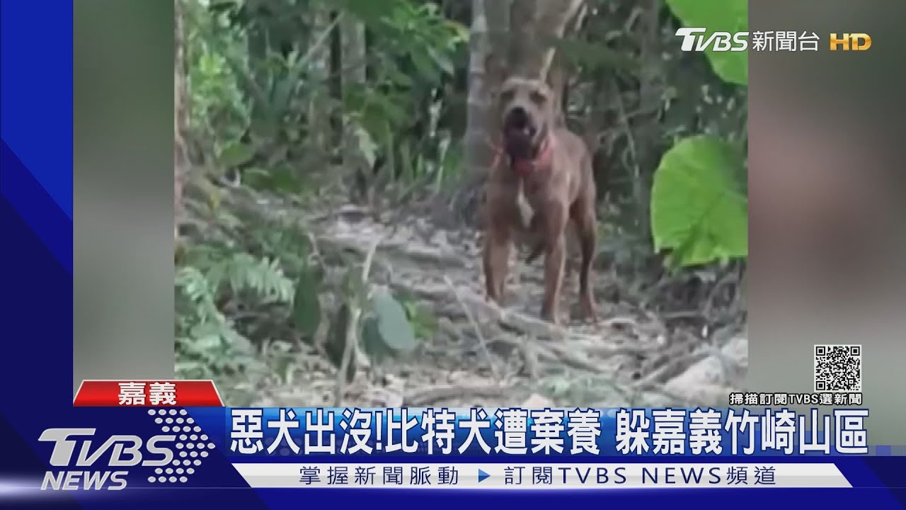 惡犬出沒竹崎山區!比特犬遭棄養 咬死3隻寵物狗在逃
