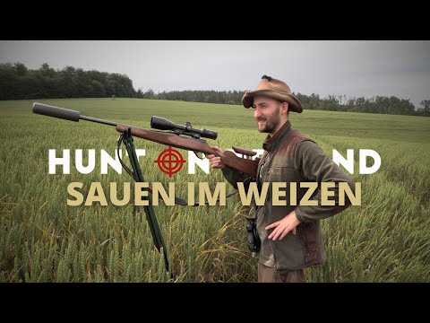 Sows in the wheat 🌾 by @Huntingroom