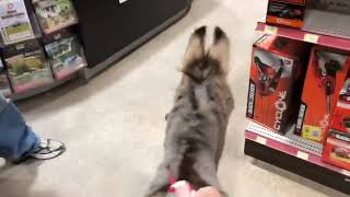 Tiny Tim The Donkey Goes To The Hardware Store