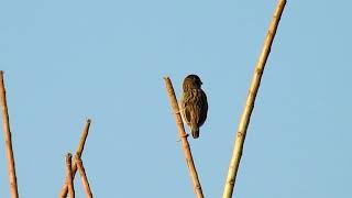 Download lagu Indigobird Village F DSCN5843 == mp3 Download lagu Indigobird Village F DSCN5843 == mp3